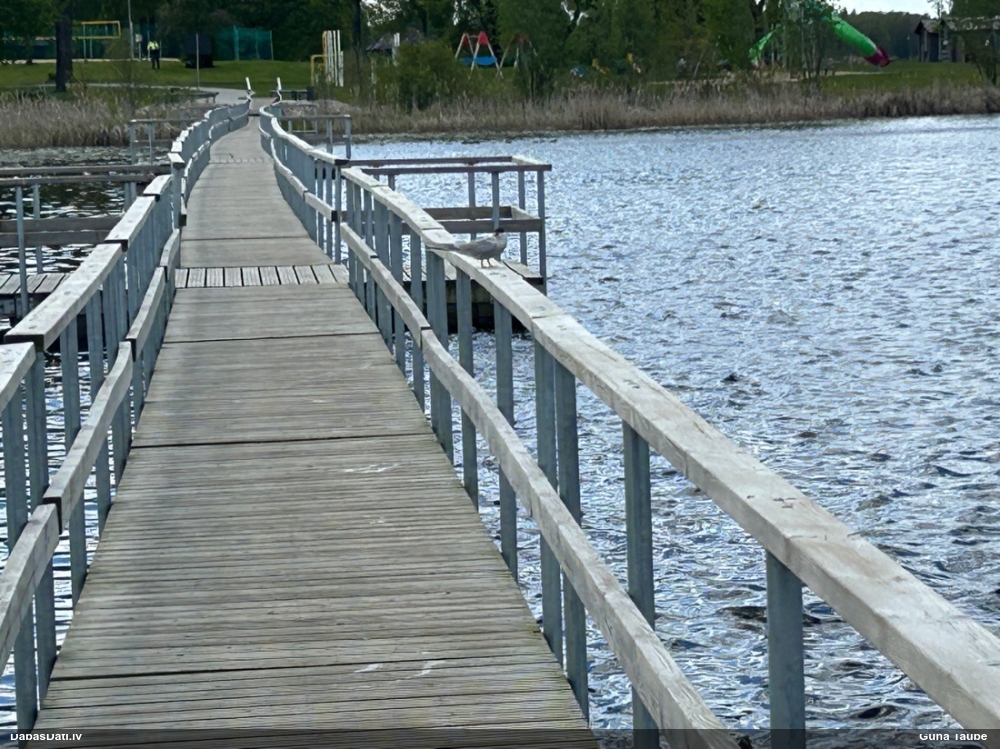 речная крачка