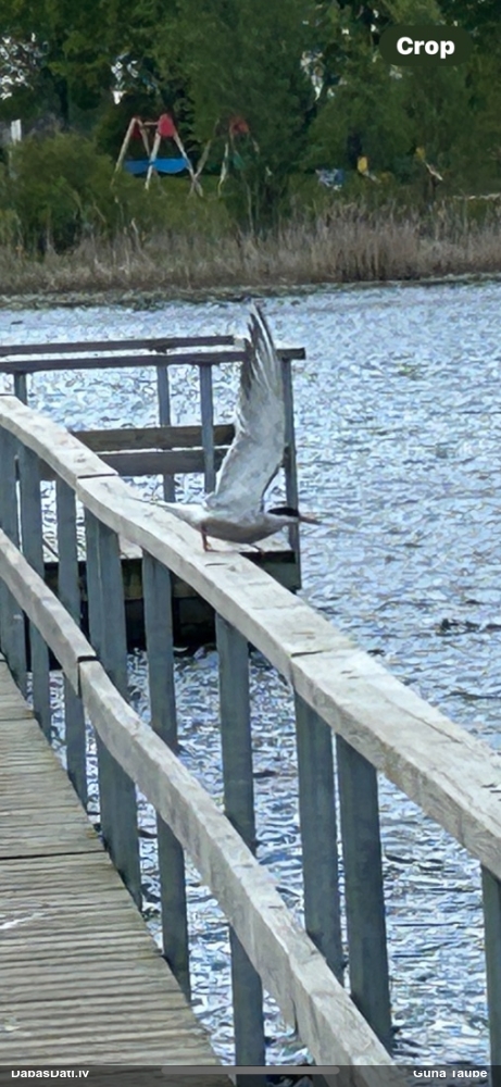 речная крачка