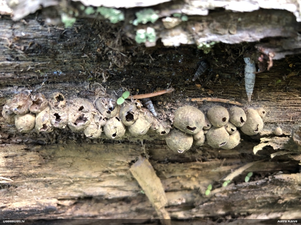 Koksnes vilkpienaine