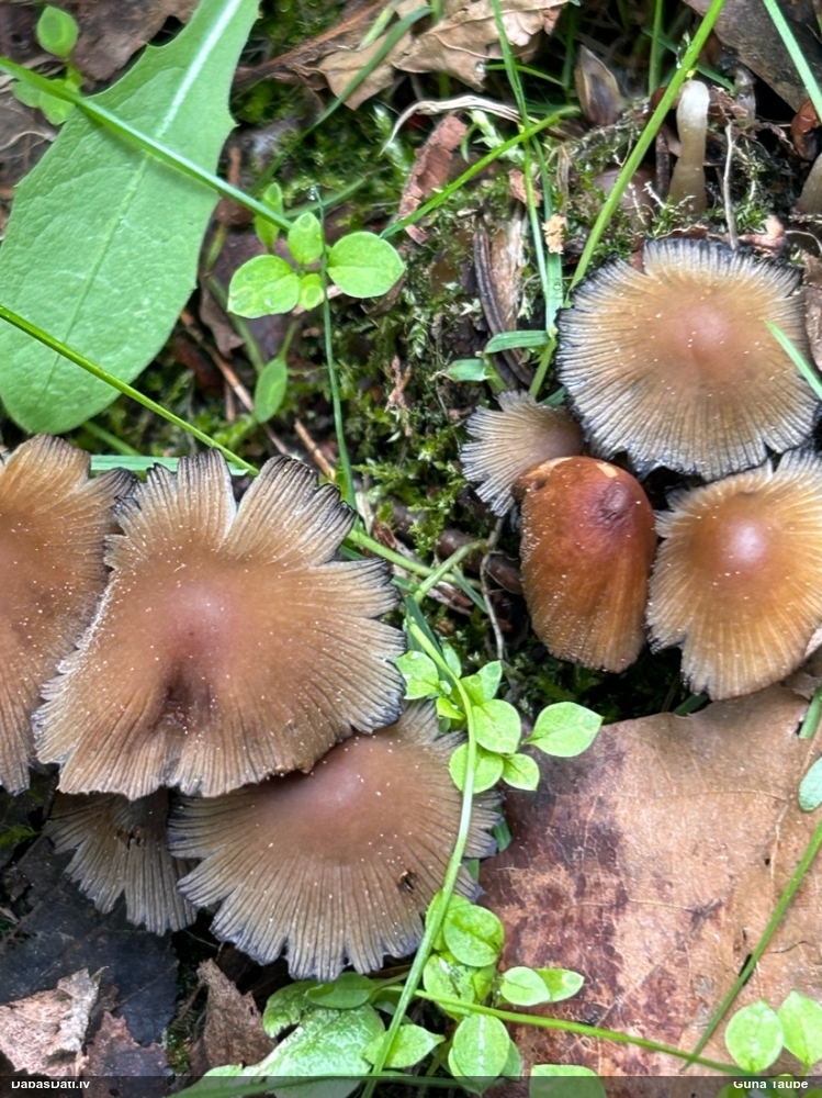 Vizuļojošā tintene