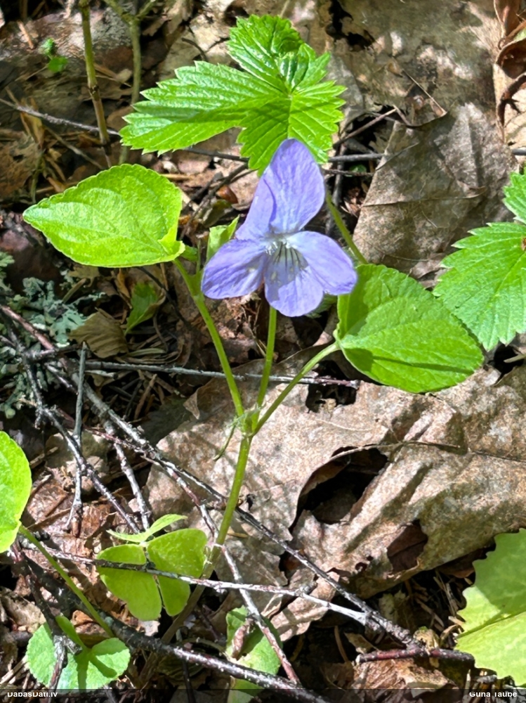 фиалка Ривиниуса