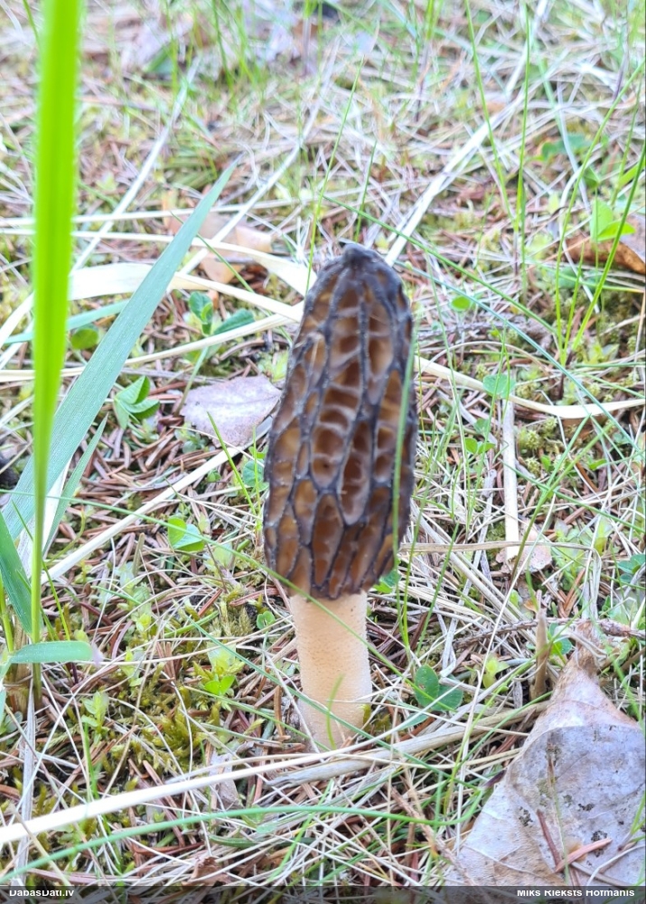 настоящий сморчок