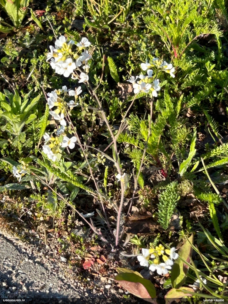 Parastā sīkķērsa