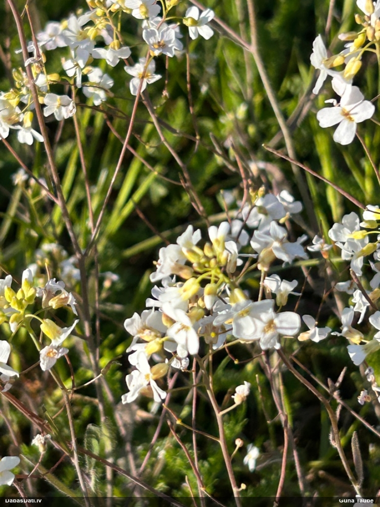 Parastā sīkķērsa