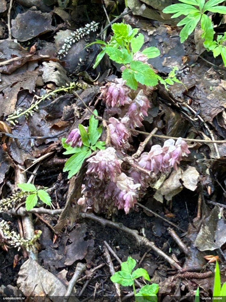 Петров крест чешуйчатый