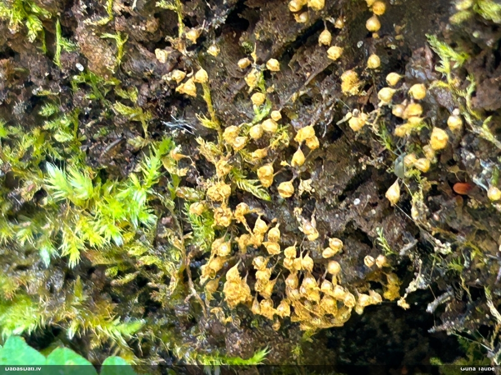 Trihija, hemitrihija (nenoteikta)