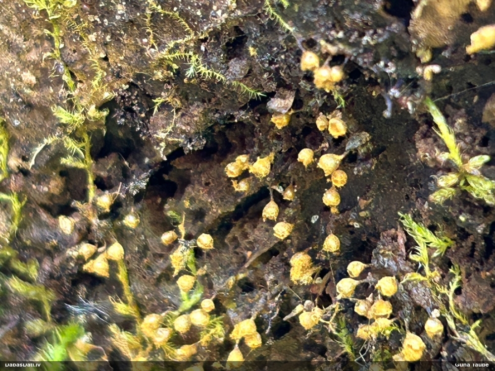 Trihija, hemitrihija (nenoteikta)