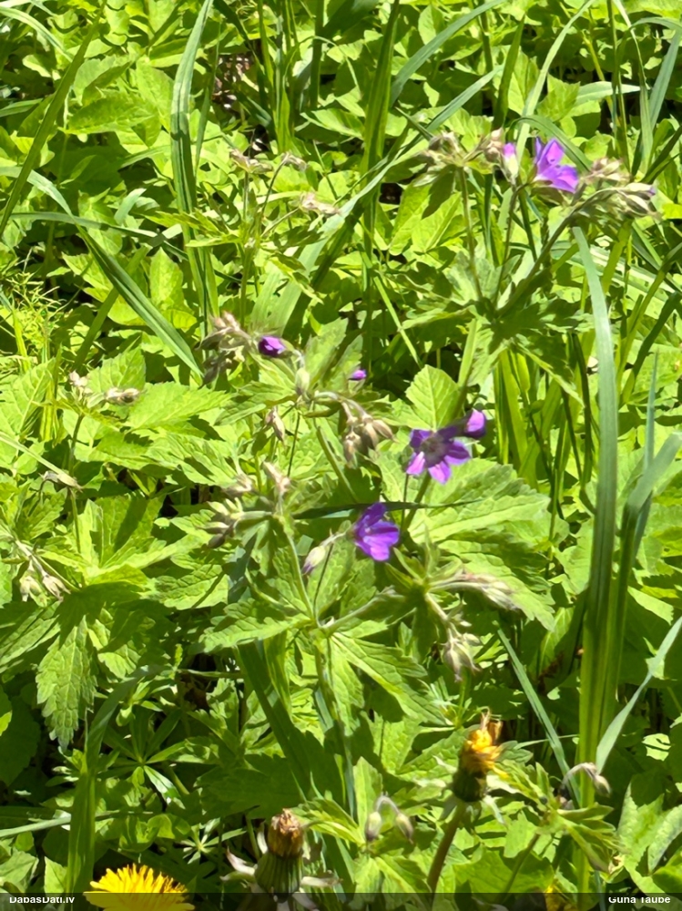 герань лесная