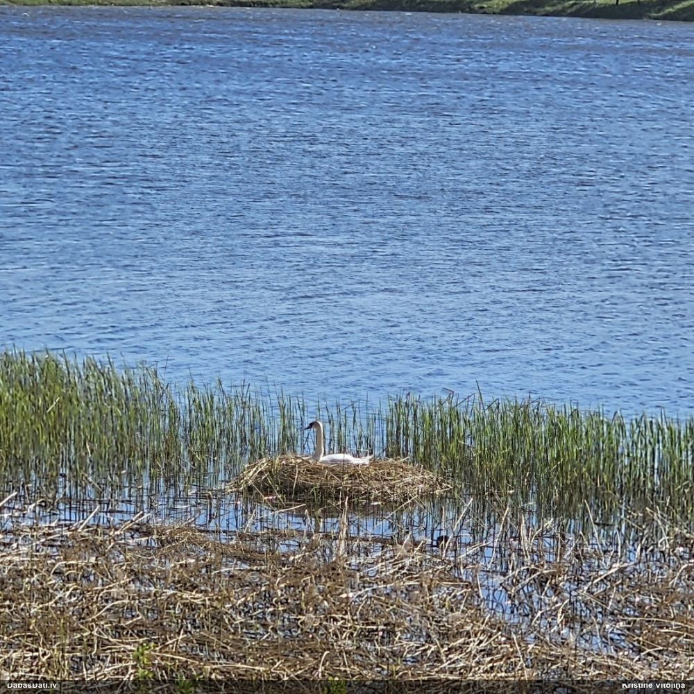 лебедь-шипун