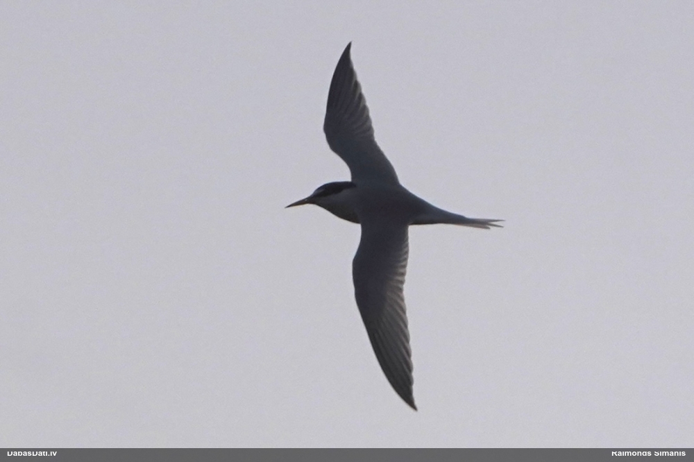 малая крачка