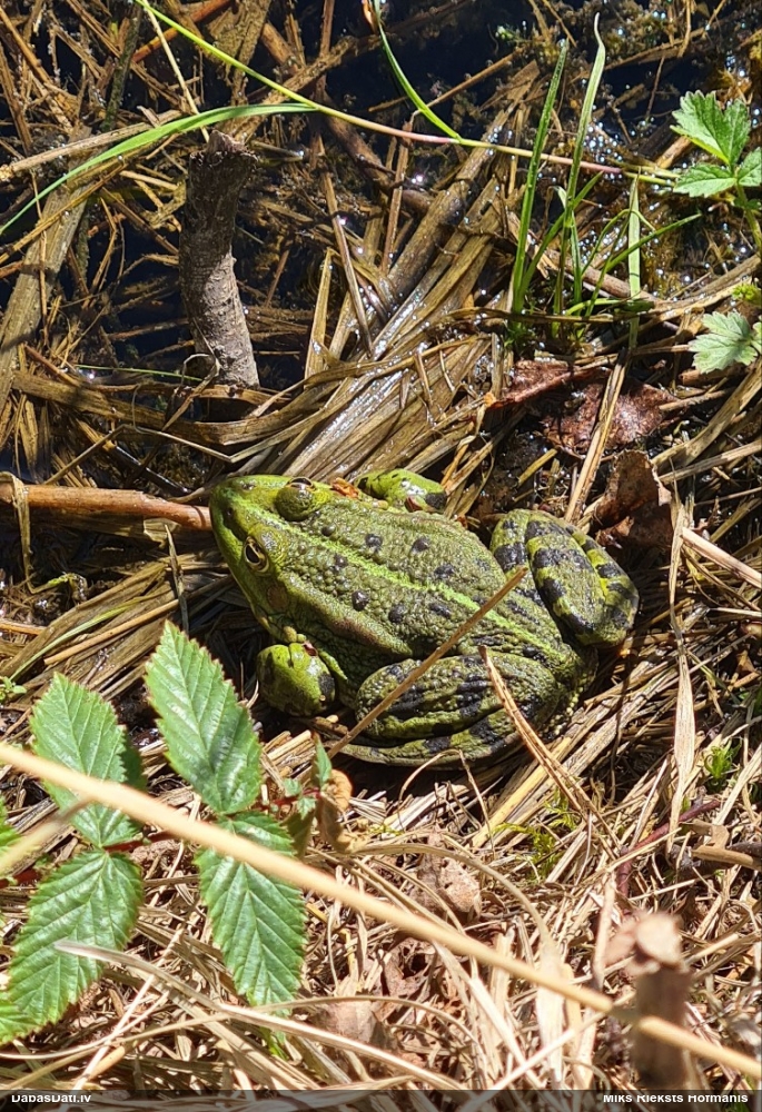 съедобная лягушка