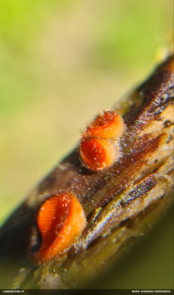 щитовидная скутеллиния