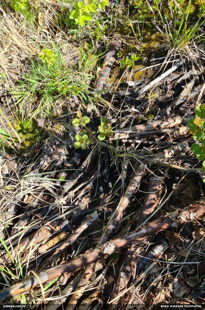 щитовидная скутеллиния