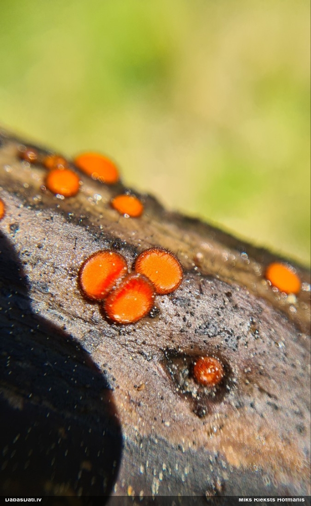 щитовидная скутеллиния