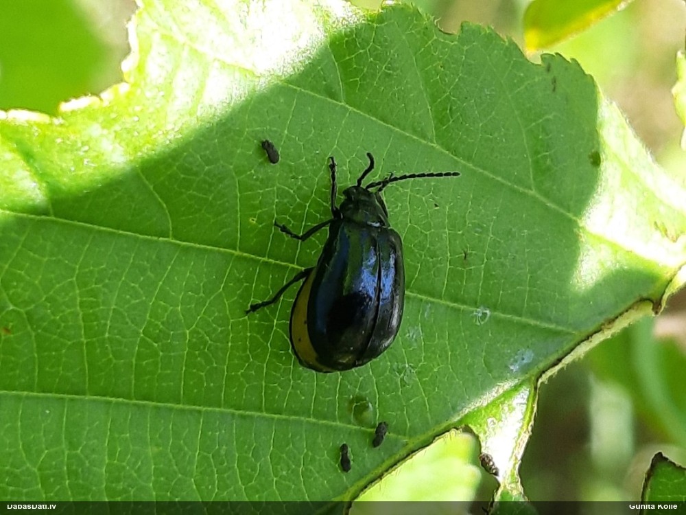 Alkšņu zilais lapgrauzis