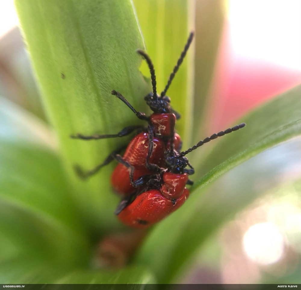 Melnkāju lilijgrauzis