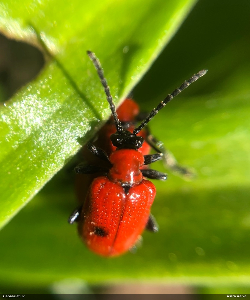 Melnkāju lilijgrauzis