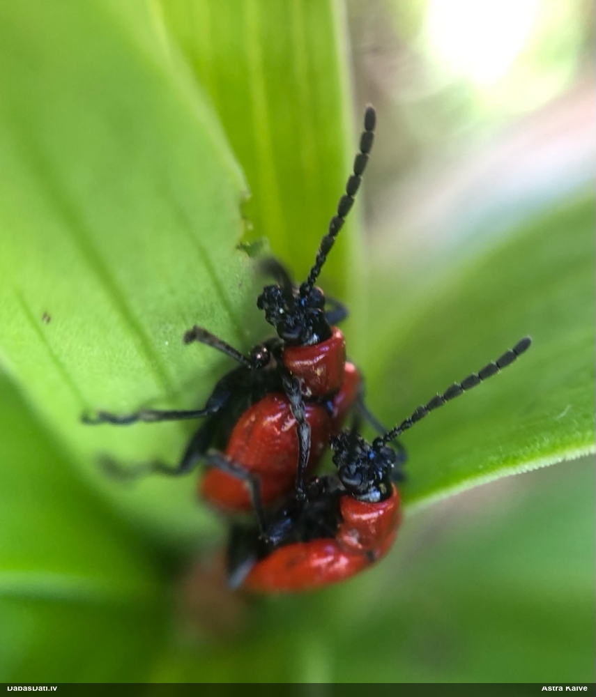 Melnkāju lilijgrauzis