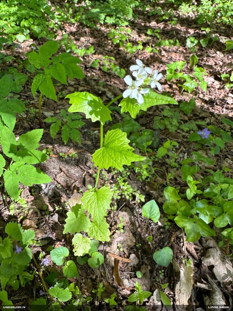 чесночница лекарственная