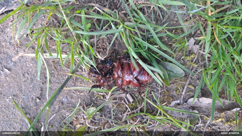 Komposta degunradžvabole