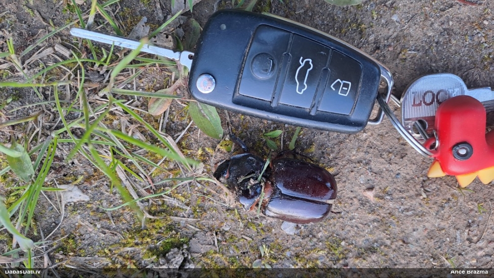 Komposta degunradžvabole