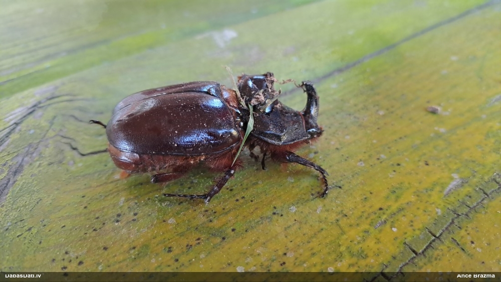 Komposta degunradžvabole