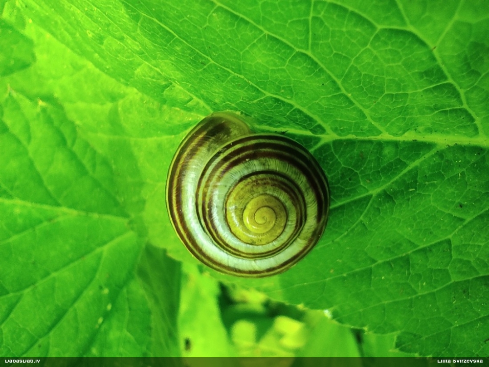 цепея садовая