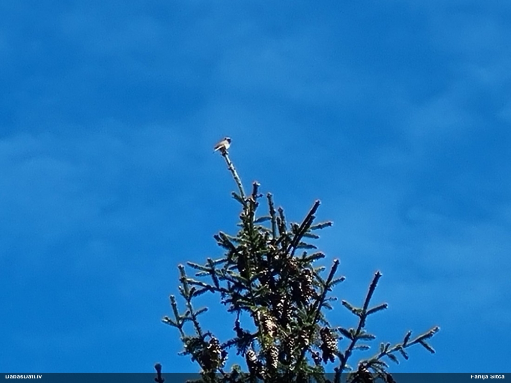 горихвостка-лысушка