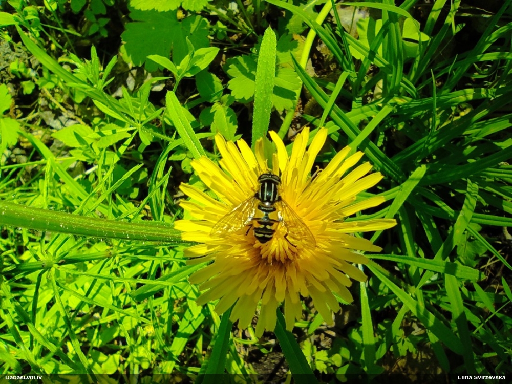 Ziedmuša Helophilus sp.