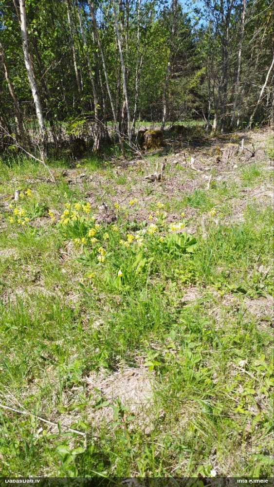 первоцвет весенний