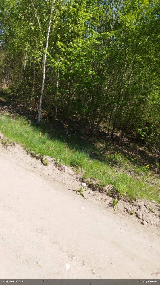 первоцвет весенний