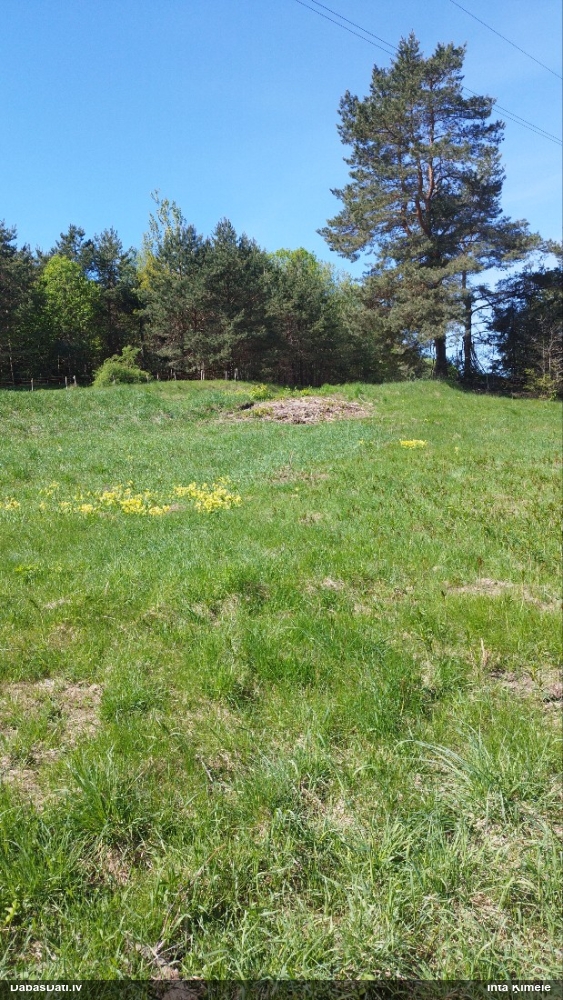 первоцвет весенний