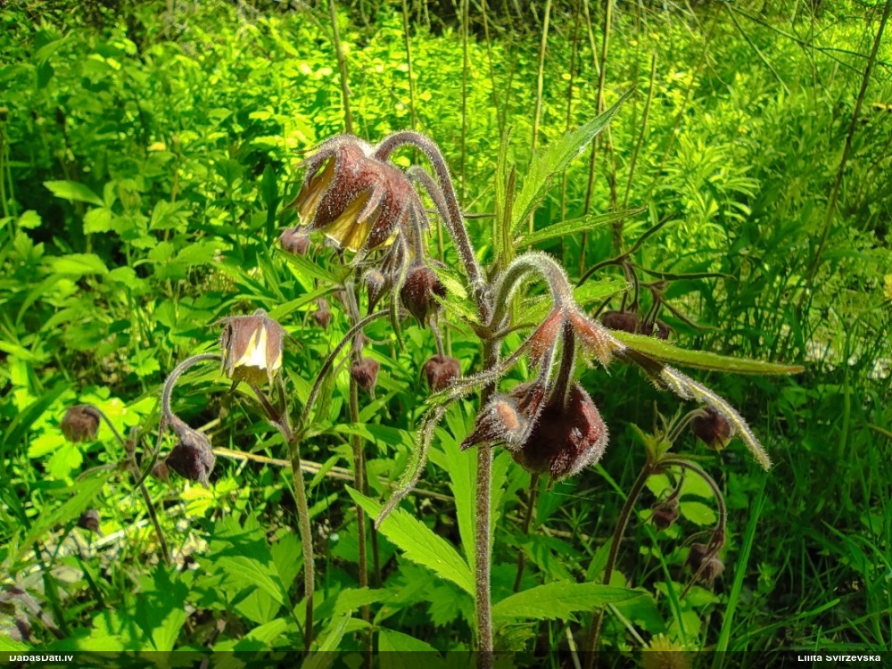 гравилат речной
