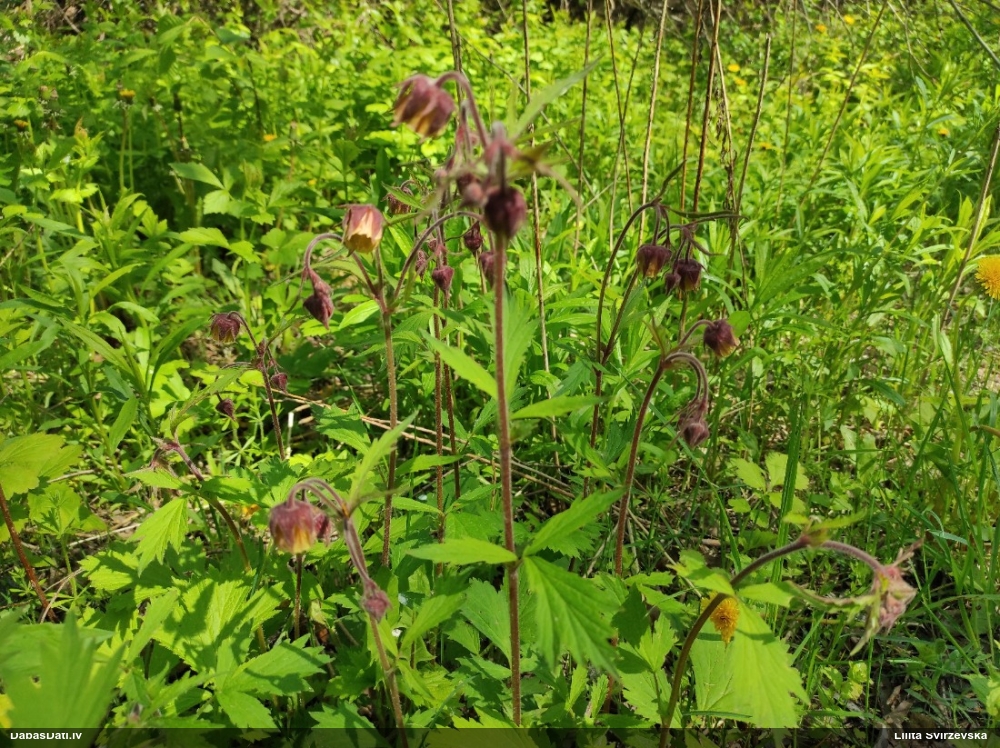 гравилат речной