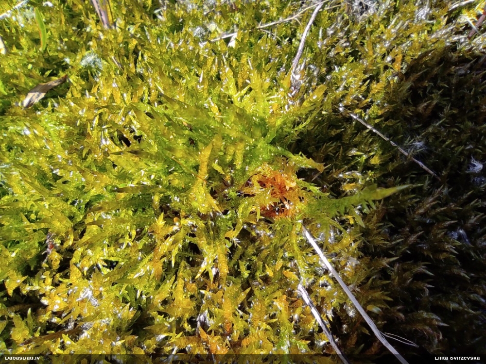 Parastā smailzarīte