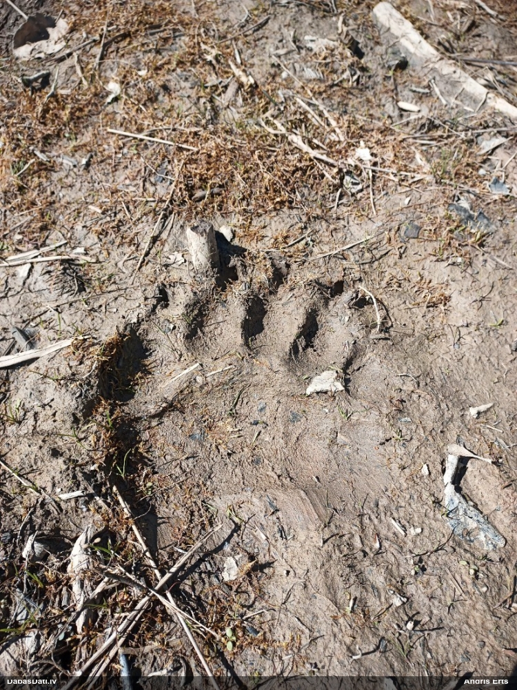 бурый медведь