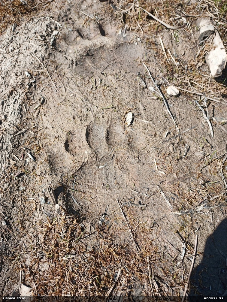 бурый медведь