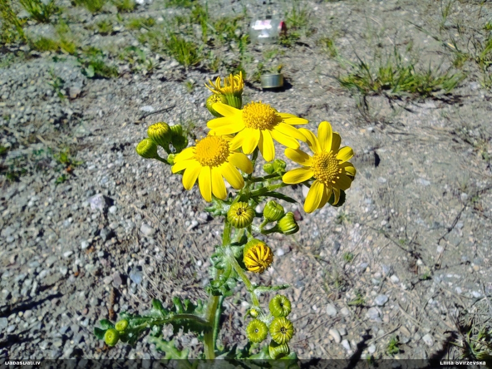 крестовник весенний
