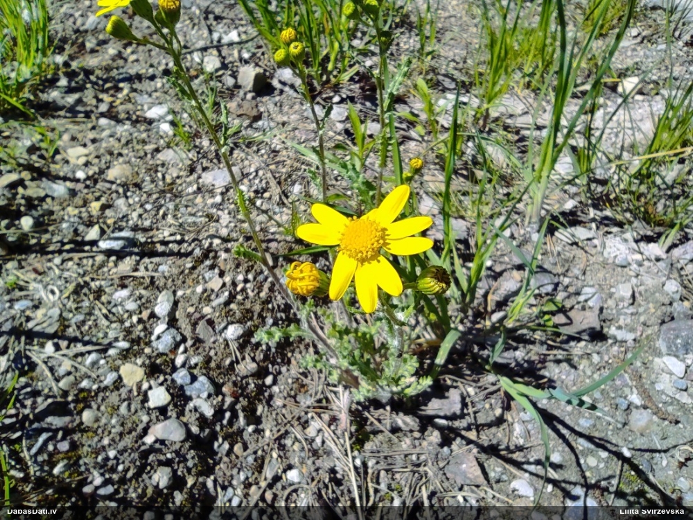 крестовник весенний