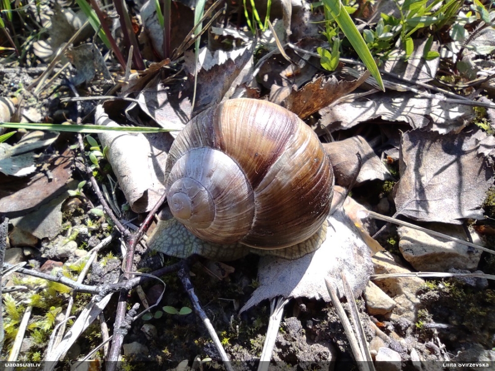 Parka vīngliemezis (īstais vīngliemezis)