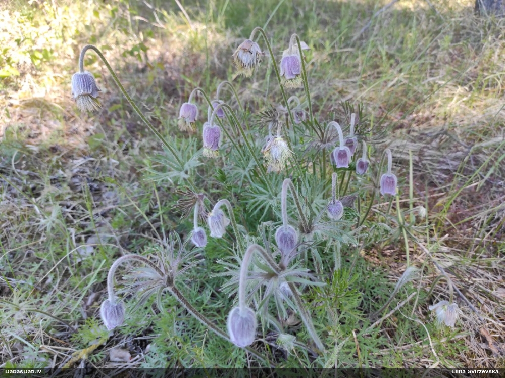 прострел луговой