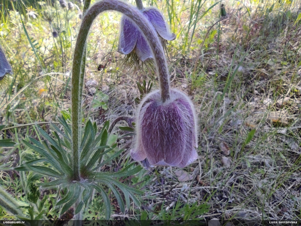 прострел луговой
