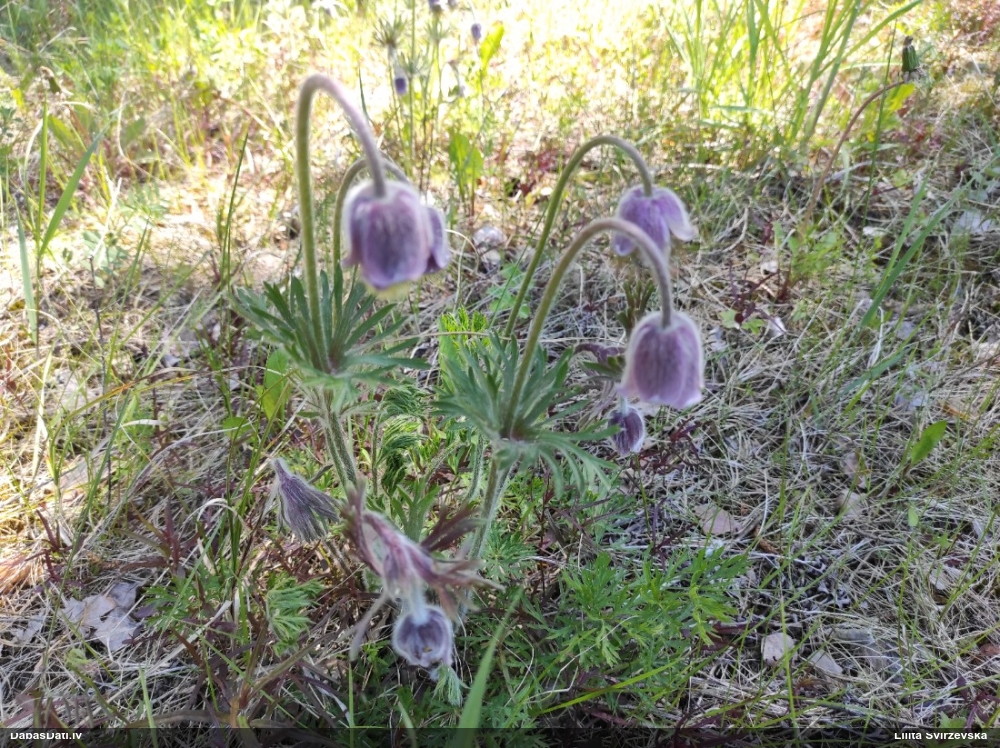прострел луговой