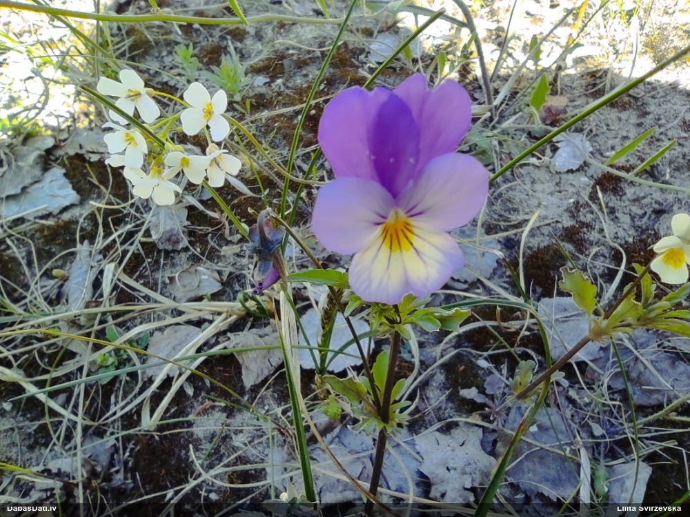 фиалка трехцветная