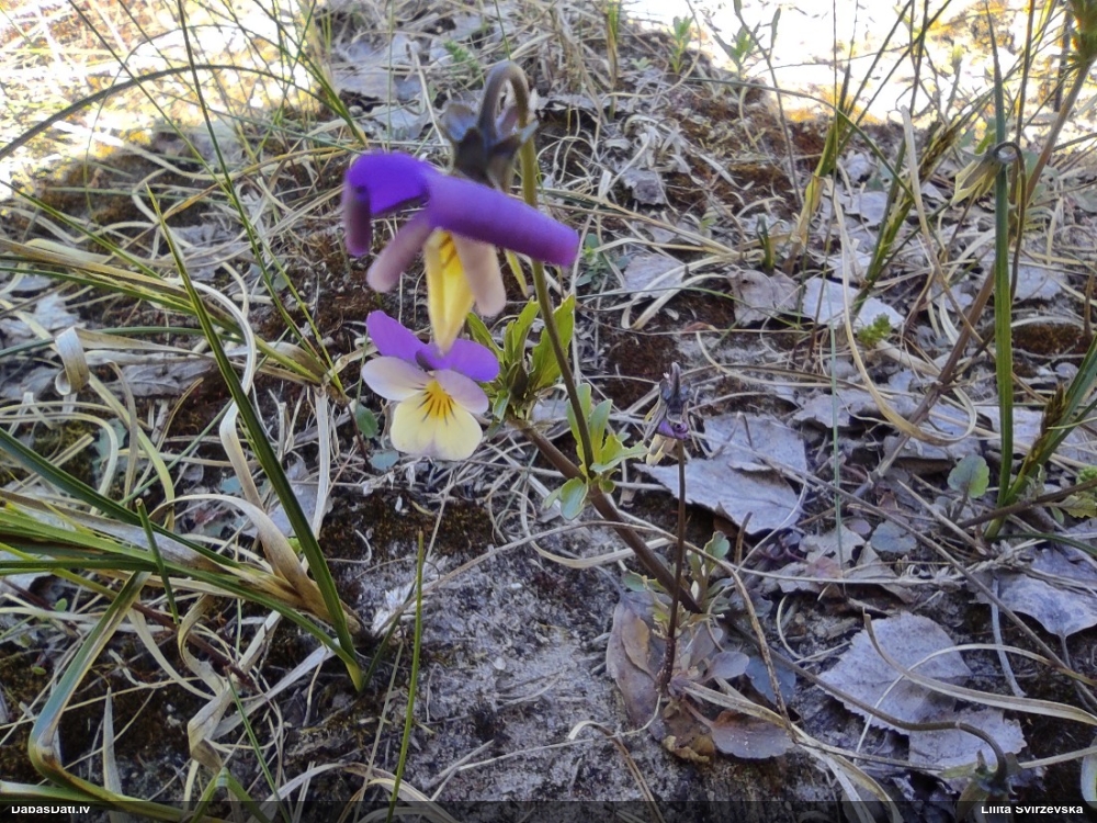 фиалка трехцветная
