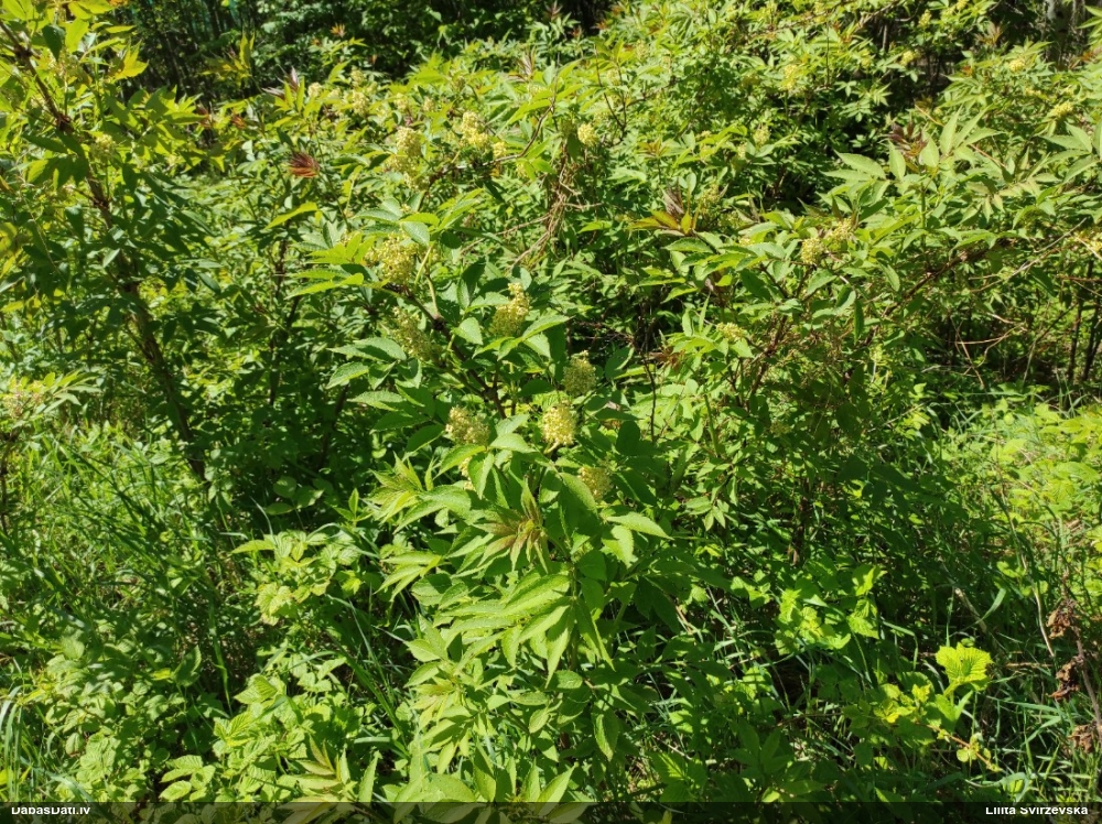 бузина красная