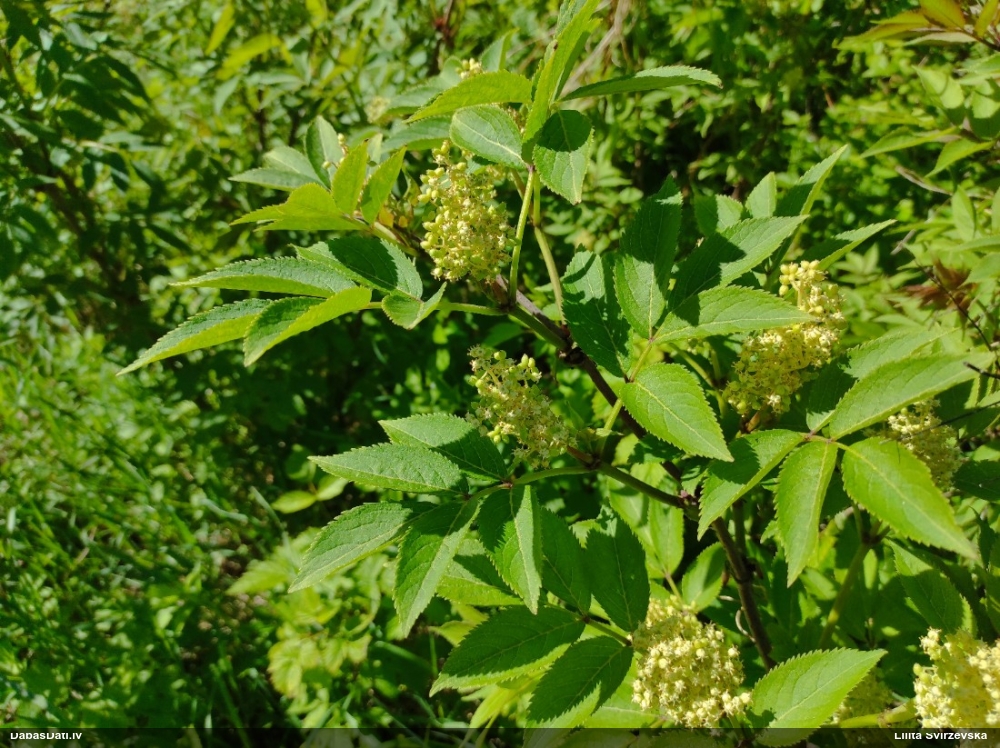 бузина красная