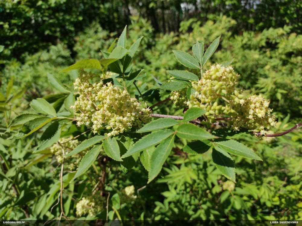 бузина красная