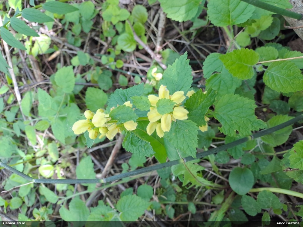 зеленчук желтый