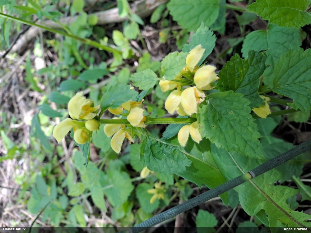 зеленчук желтый